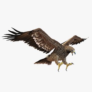 Imperial Eagle Pose 3