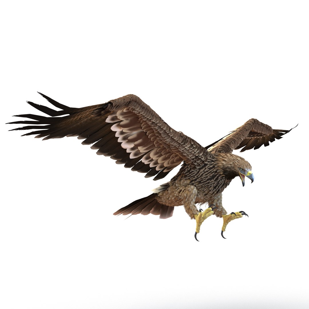 Imperial Eagle Pose 3 3D model preview