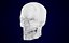 Human Skull
