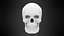 Human Skull