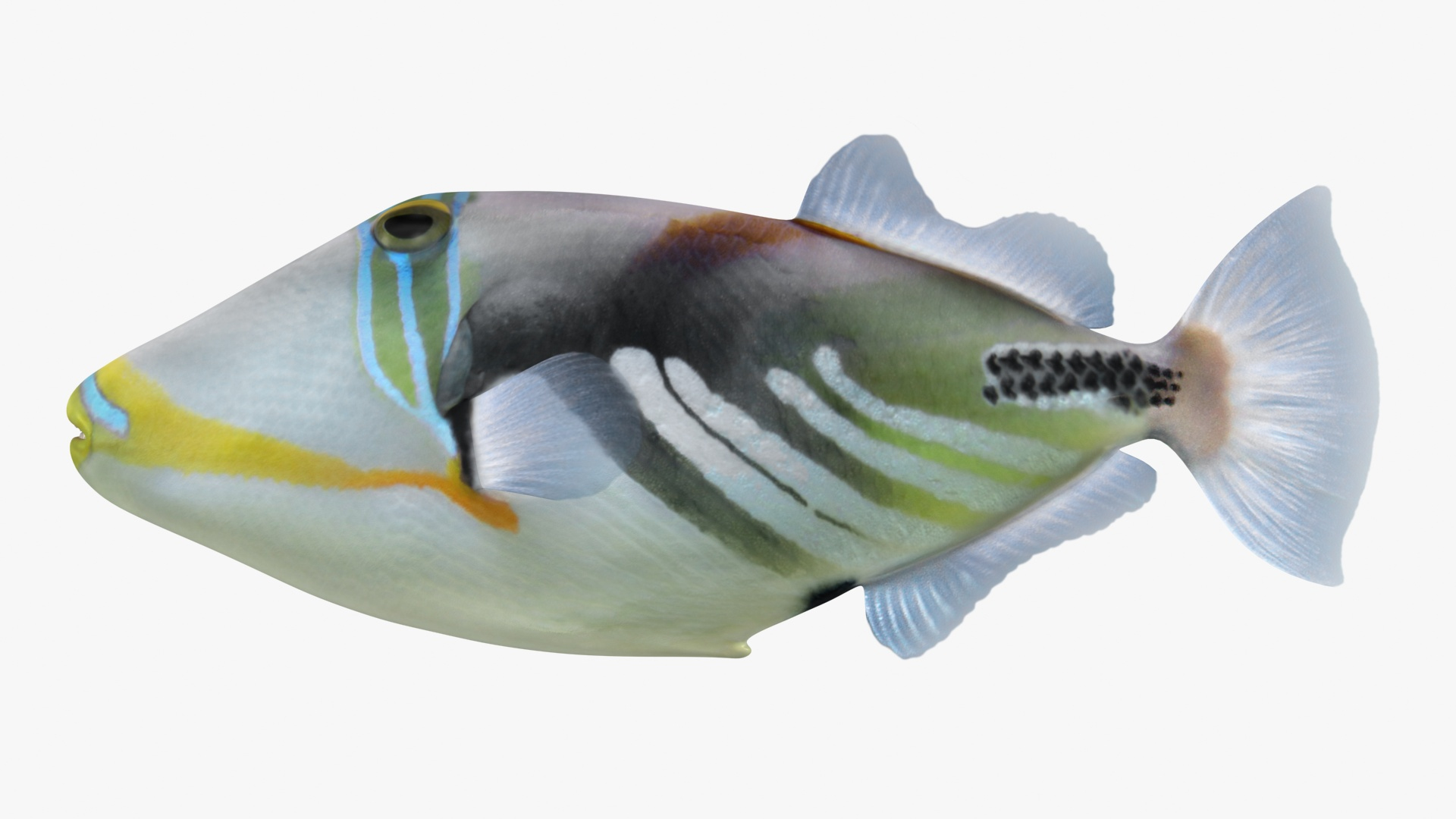 3D Model Triggerfish Animation Bones - TurboSquid 1508952