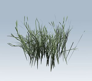 Grass