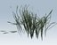 Grass