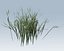 Grass