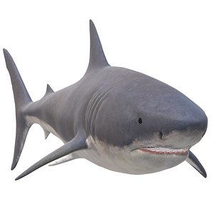 Shark 3D model