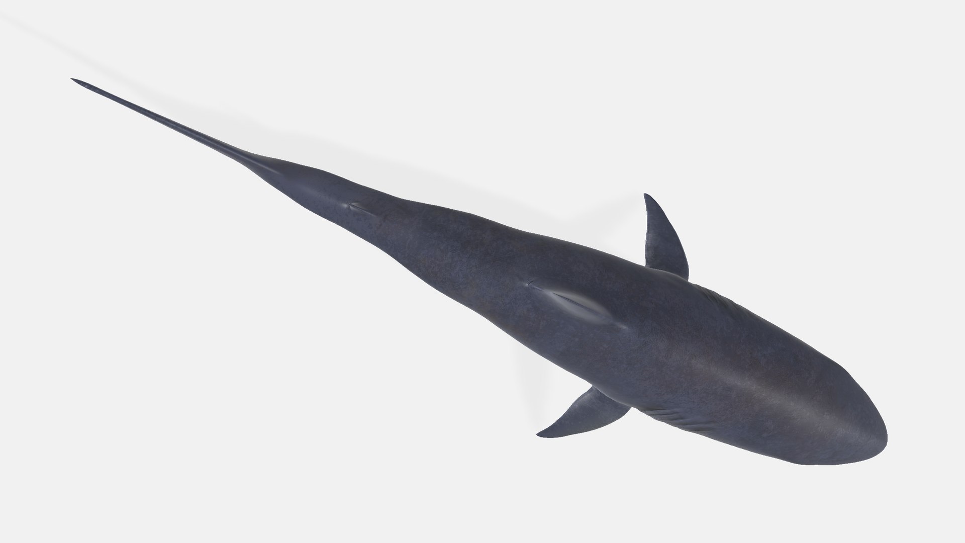 Shark 3D model https://p.turbosquid.com/ts-thumb/My/HUQq3g/HD/shark0012345678/png/1730549405/1920x1080/fit_q87/eb501a4717d29e8ce5043f5038b4836b65624467/shark0012345678.jpg