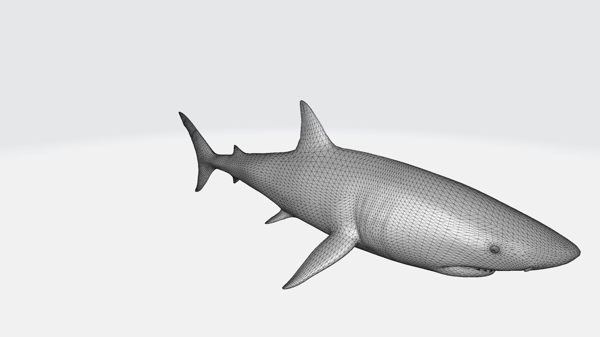 Shark 3D model https://p.turbosquid.com/ts-thumb/My/HUQq3g/Jj/shark001/png/1730549401/1920x1080/fit_q87/b11c5c156e989463123957f0c0b982aac8750fe2/shark001.jpg