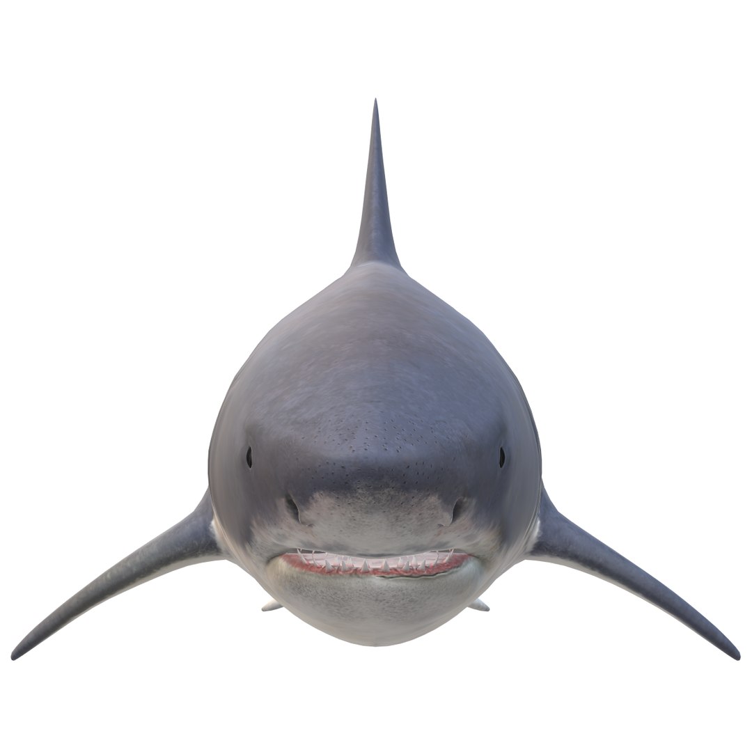 Shark 3D model https://p.turbosquid.com/ts-thumb/My/HUQq3g/Mx/shark/png/1730549399/1920x1080/fit_q87/f5a5b7e7bd26082f69c3828d22a39a7359808337/shark.jpg