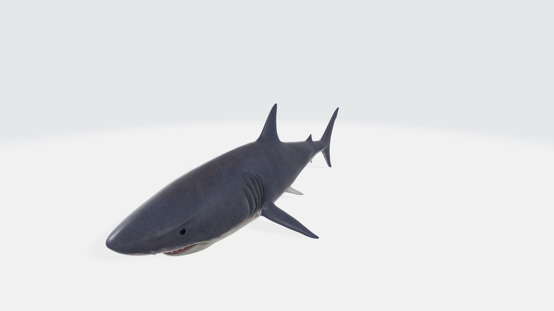 Shark 3D model https://p.turbosquid.com/ts-thumb/My/HUQq3g/fZ/shark00123/png/1730549401/1920x1080/fit_q87/c3d457601b4113c2110bb17d73bf42968903aaca/shark00123.jpg