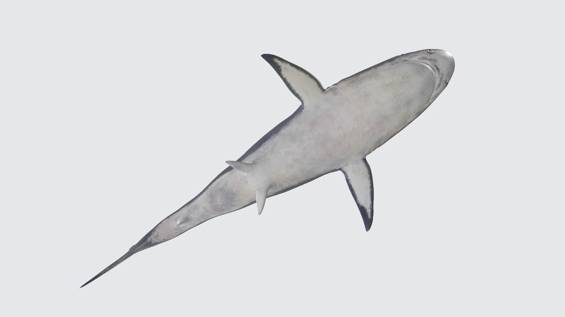 Shark 3D model https://p.turbosquid.com/ts-thumb/My/HUQq3g/zO/shark00123456789/png/1730549405/1920x1080/fit_q87/32875c0b65aab235f4b881705cc6d21aba09022c/shark00123456789.jpg