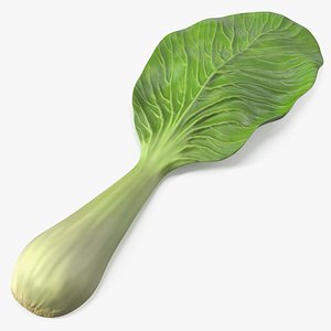 Whole Bok Choy Head Fresh 3D model