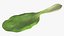 Whole Bok Choy Head Fresh
