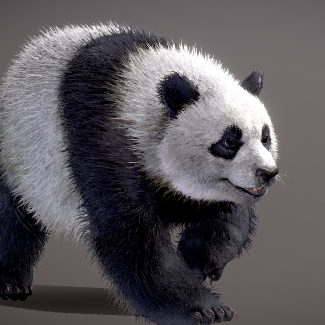 Giant Panda 3D Model - TurboSquid 2389576