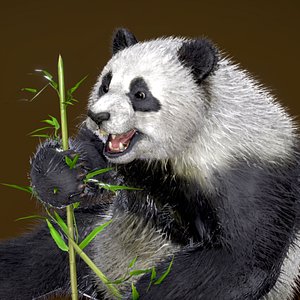 Giant Panda 3D model