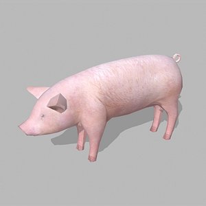 pig