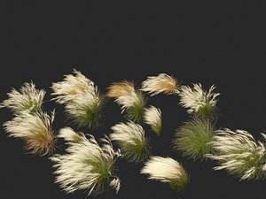 3D Nassella tenuissima - Mexican feather grass 01