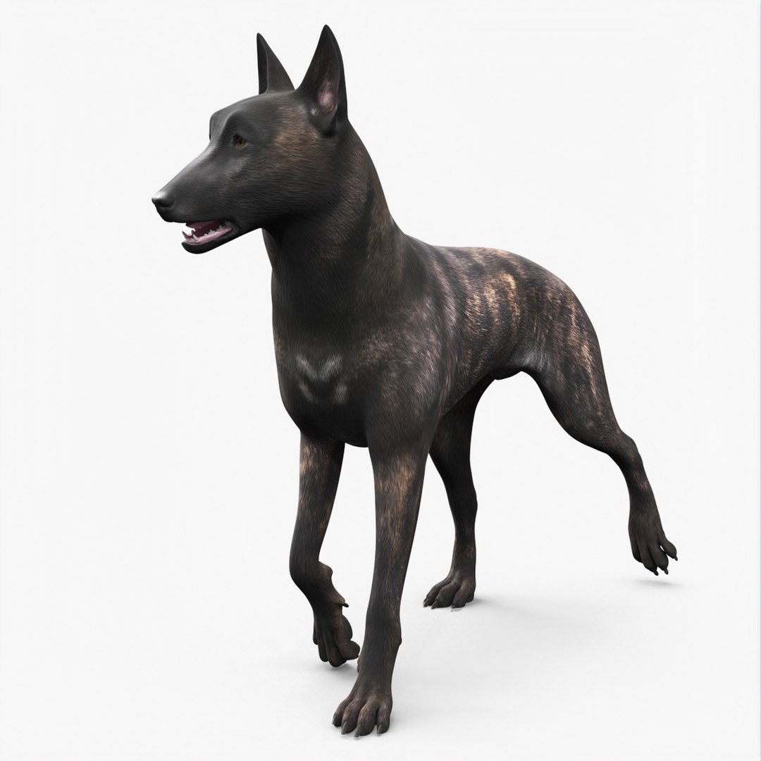 Dog Dutch Shepherd Rigged for Maya 3D model preview
