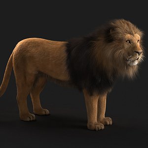 Lion(model-fur)