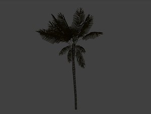 Tropical Island Palm Tree