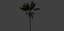 Tropical Island Palm Tree