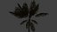 Tropical Island Palm Tree