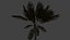 Tropical Island Palm Tree
