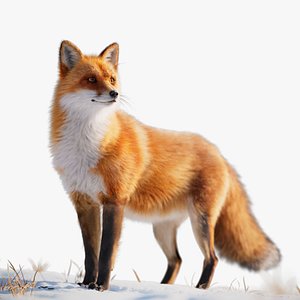 3D Red Fox Animation model