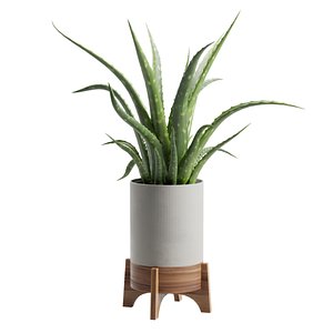Aloe Vera Potted Stand 3D model