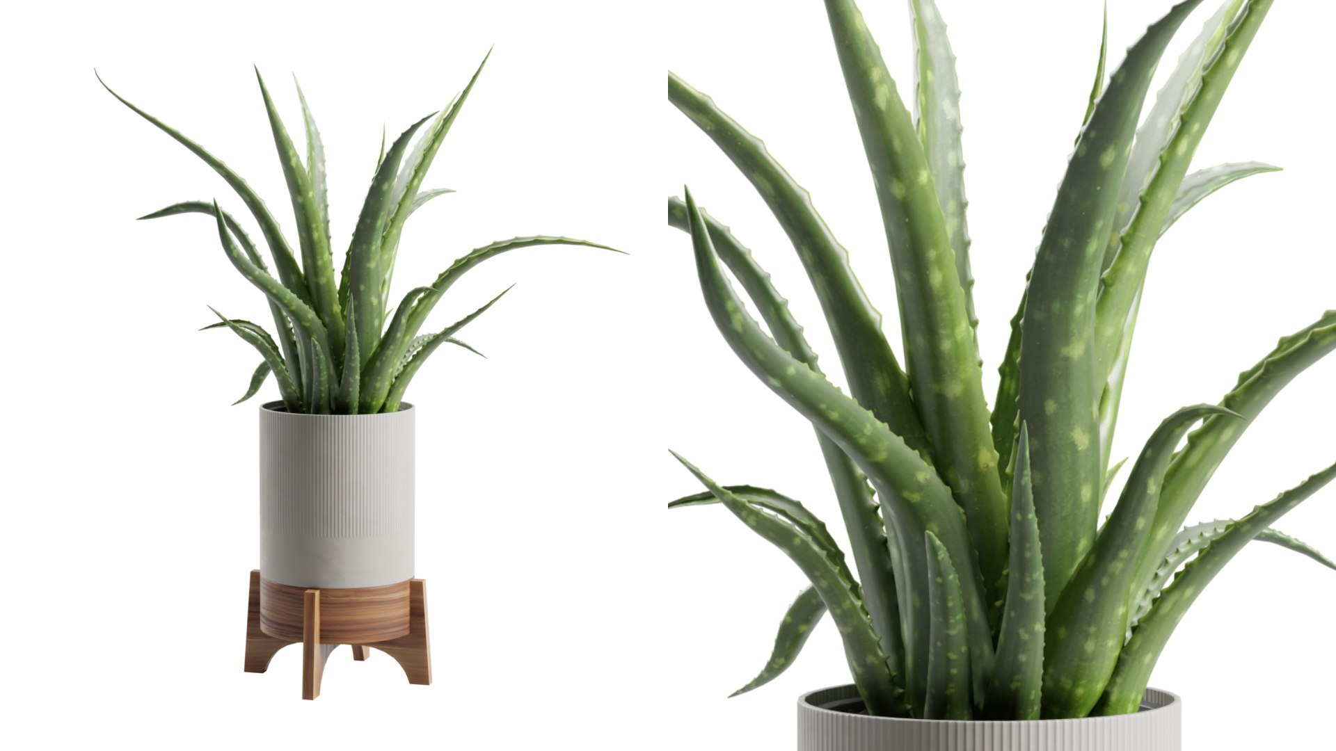 Aloe Vera Potted Stand 3D model https://p.turbosquid.com/ts-thumb/My/iuq6fC/dC/previewts01_0000/jpg/1750992521/1920x1080/fit_q87/5d4de25c0d994739fb9efe297aa9f3f5d9f15504/previewts01_0000.jpg
