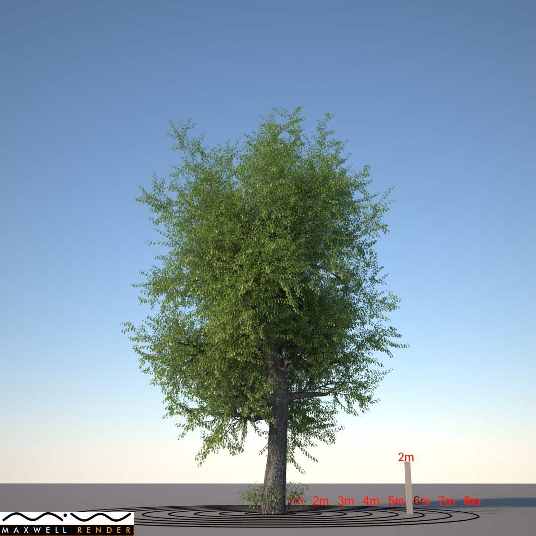 oak tree 3d model https://p.turbosquid.com/ts-thumb/My/lPmrbf/kXfOGE95/oak_typ03_render_f_0000_mxw/jpg/1318527034/1920x1080/fit_q87/0477586ca5582372909052704af2fad6b69a2ef7/oak_typ03_render_f_0000_mxw.jpg