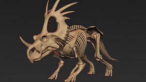styracosaurus skeleton 3D model