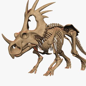 Styracosaurus skeleton
