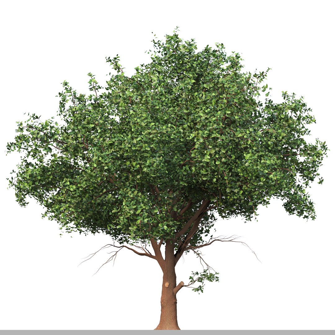 Set of Diospyros Kaki Tree Asian Persimmon 2 Trees 3D - TurboSquid 1944665