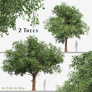 Set of Diospyros Kaki Tree Asian Persimmon 2 Trees 3D