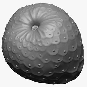 3D Cherimoya Fruit model
