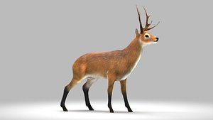 deer model