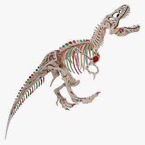 Tyrannosaurus Rex Skeleton 02 c