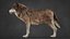 Wolf XGEN-CORE ANIMATED 3D model