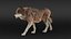 Wolf XGEN-CORE ANIMATED 3D model