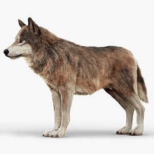 Wolf XGEN-CORE ANIMATED 3D model