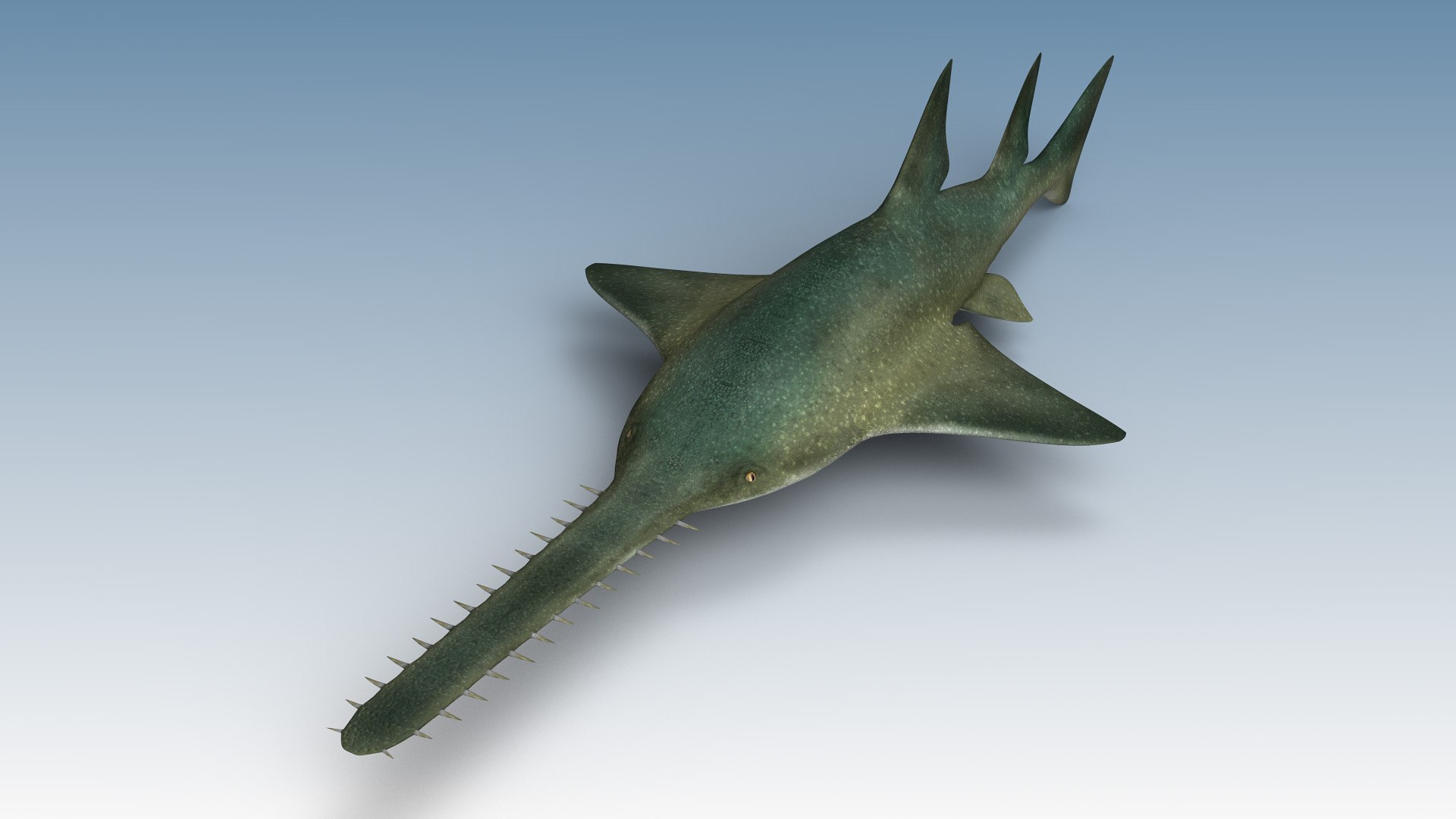 3d model sawfish fish https://p.turbosquid.com/ts-thumb/Mz/QSHEhv/NFzsoW9V/sawfish1/jpg/1588870143/1920x1080/fit_q87/111b2a0a966f124f59551199dd9866410f790f8a/sawfish1.jpg