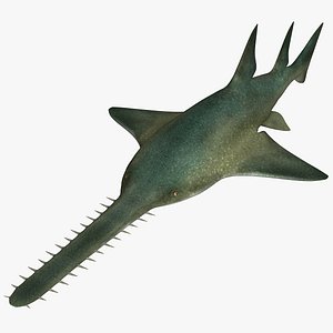 Freshwater Sawfish
