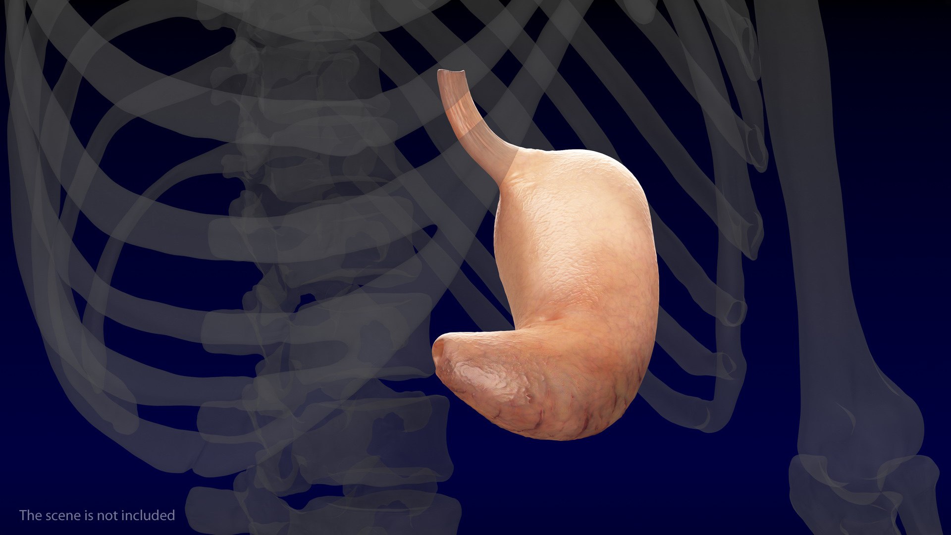human stomach 3D model https://p.turbosquid.com/ts-thumb/Mz/TUGjLy/7i1jsgH2/humanstomachvray3dmodel002/jpg/1570746355/1920x1080/fit_q87/37b55d246a313cdf69fdc2b053042e160ba695d0/humanstomachvray3dmodel002.jpg