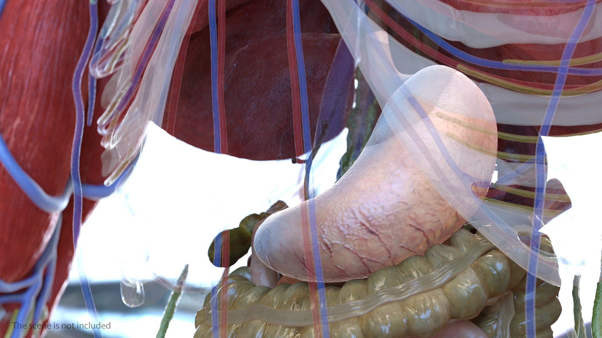 human stomach 3D model https://p.turbosquid.com/ts-thumb/Mz/TUGjLy/9iQxCkSq/humanstomachvray3dmodel003/jpg/1570746359/1920x1080/fit_q87/0219cdeed6e481fea65de39b665721fb55ddf3c8/humanstomachvray3dmodel003.jpg