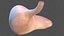 Human Stomach
