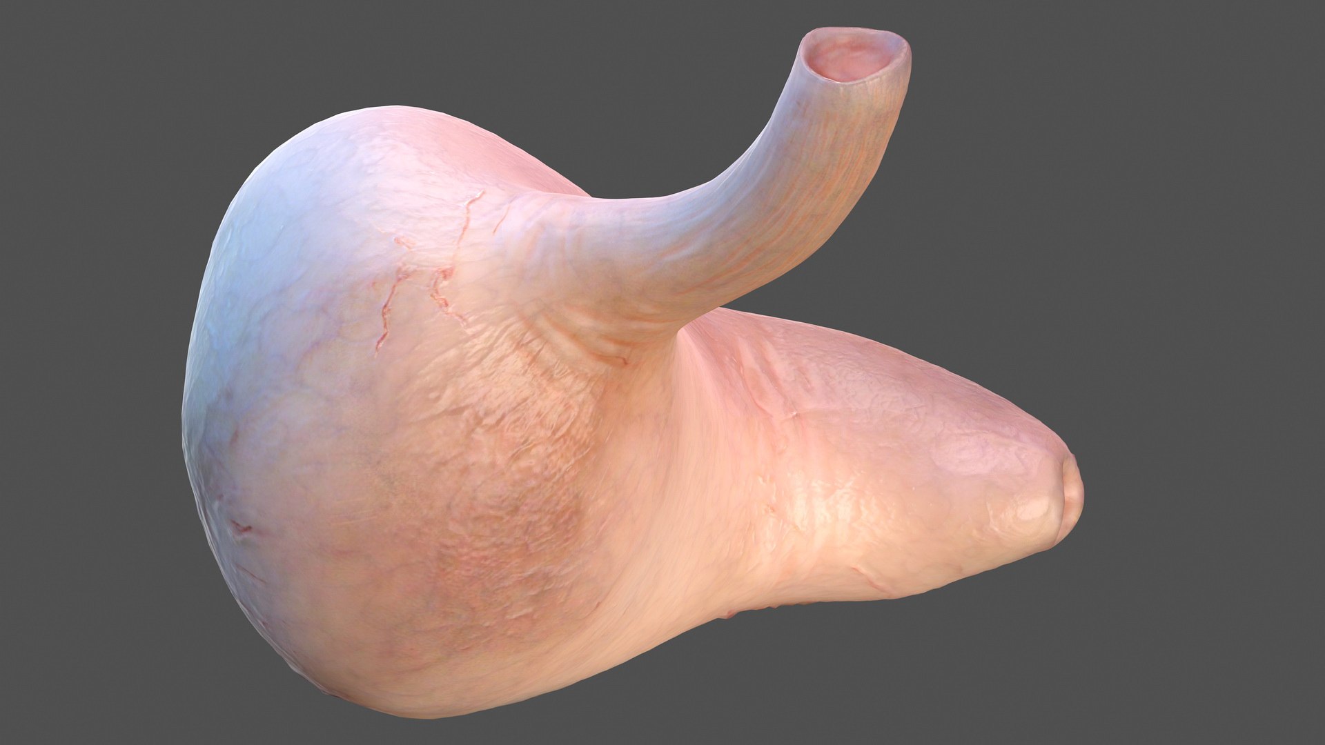 3D Human Organs Collection 2 https://p.turbosquid.com/ts-thumb/Mz/TUGjLy/ADQsH1C7/humanstomachvray3dmodel001/jpg/1648871441/1920x1080/fit_q87/2fbac83167f97f2ac9bd29d81458764e0acda5cb/humanstomachvray3dmodel001.jpg