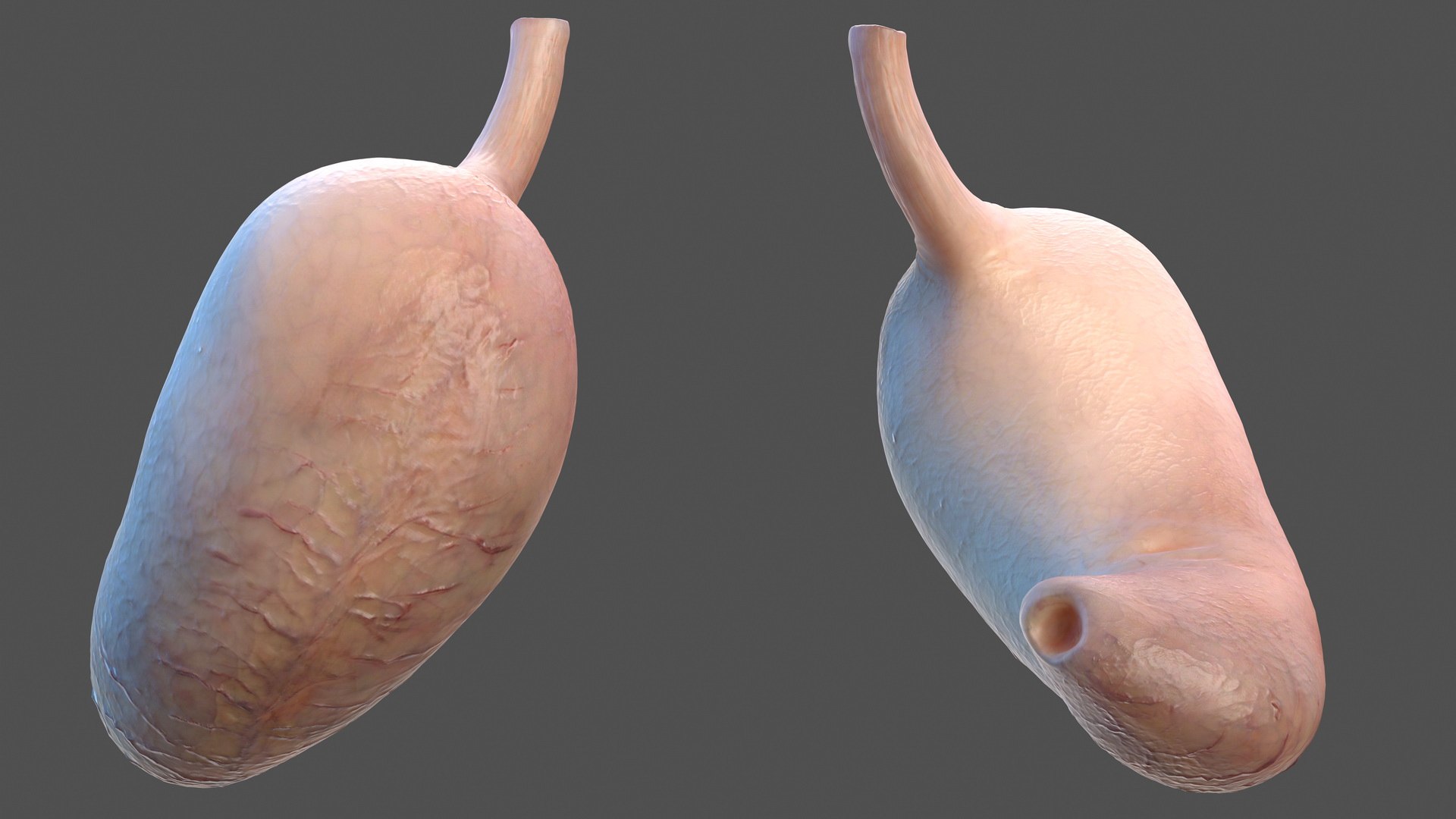 human stomach 3D model https://p.turbosquid.com/ts-thumb/Mz/TUGjLy/ATXCAjKU/humanstomachvray3dmodel006/jpg/1570746372/1920x1080/fit_q87/e98dba68a3d8ec0142df197faf9b46f298b39b56/humanstomachvray3dmodel006.jpg