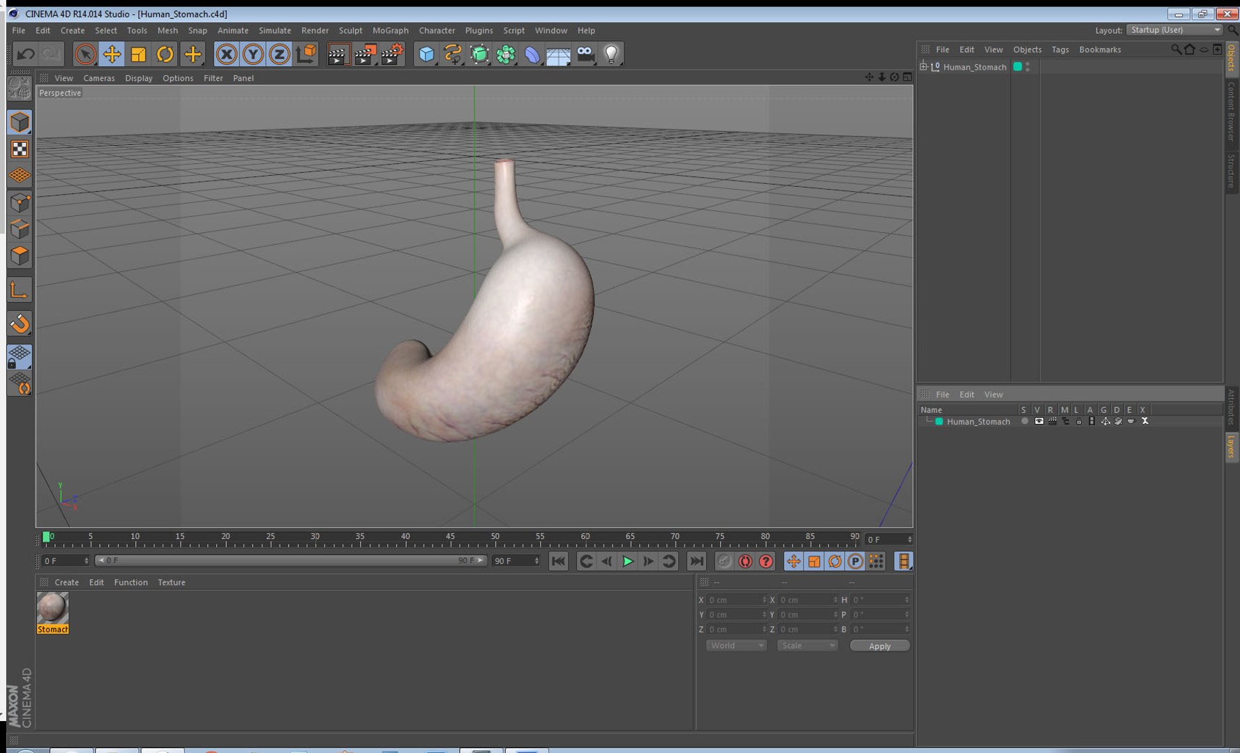 human stomach 3D model https://p.turbosquid.com/ts-thumb/Mz/TUGjLy/gQDYIRCJ/humanstomachvray3dmodel025/jpg/1570746417/1920x1080/fit_q87/ba6c44af8fb65ad673bbc300ae8c763ad94d167f/humanstomachvray3dmodel025.jpg