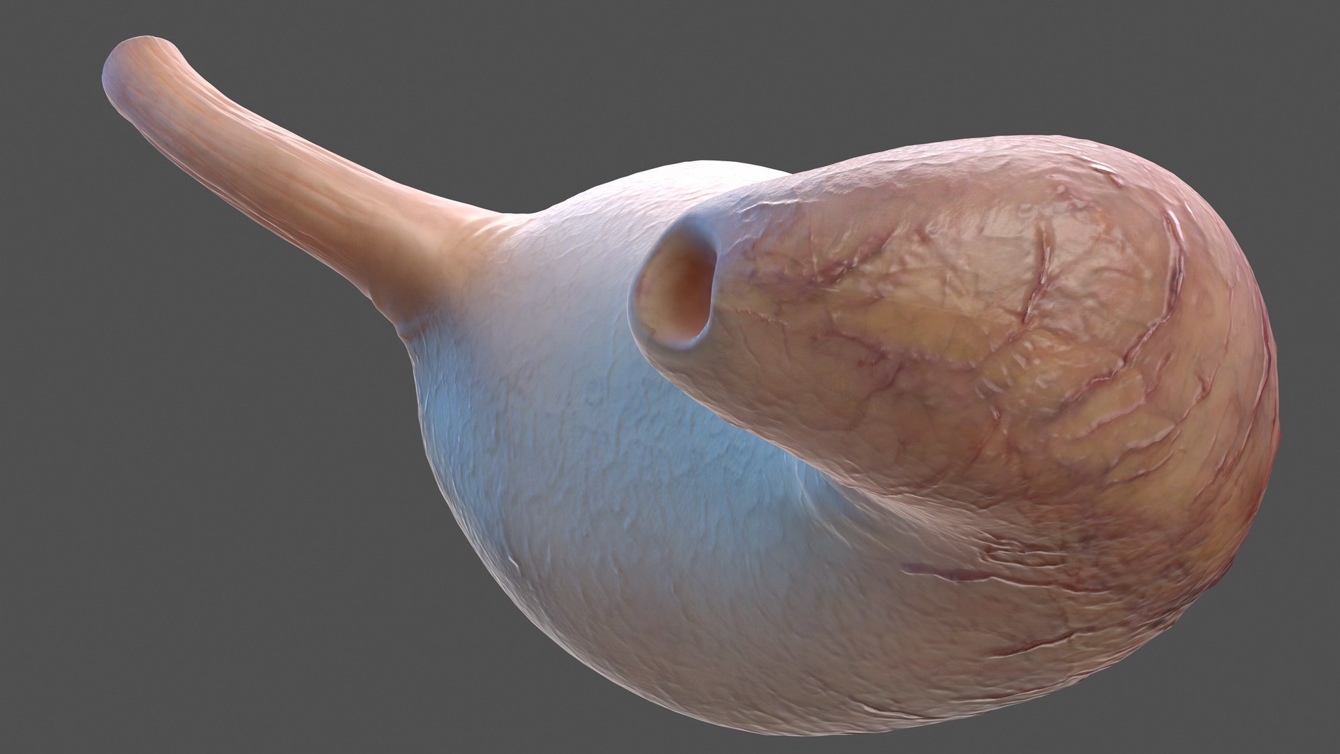 human stomach 3D model https://p.turbosquid.com/ts-thumb/Mz/TUGjLy/i8dH8Umo/humanstomachvray3dmodel008/jpg/1570746379/1920x1080/fit_q87/ae63784db4563da0c2a0e436075ef04fb32287c4/humanstomachvray3dmodel008.jpg