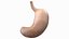 human stomach 3D model
